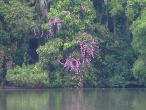 Lago Sandavol (Reserva Nacional Tambopata), Amazon, Peru.